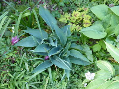 2018-05-09 Hosta 'Awakening Angel'.jpg