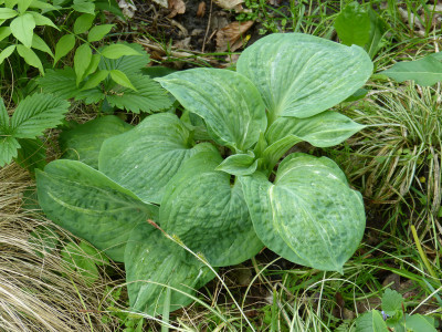2018-05-09 Hosta 'Spilt Milk'.jpg