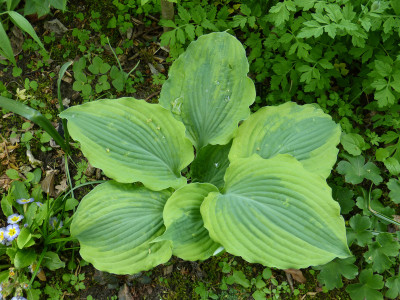 2018-05-09 Hosta 'Goodness Gracious'.jpg