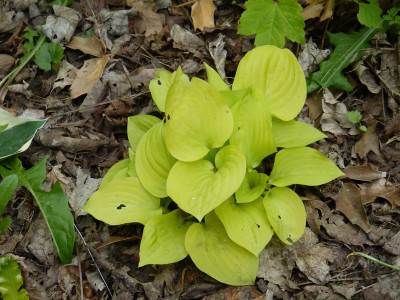 2018-05-09 Hosta 'Alaska Gold'.jpg