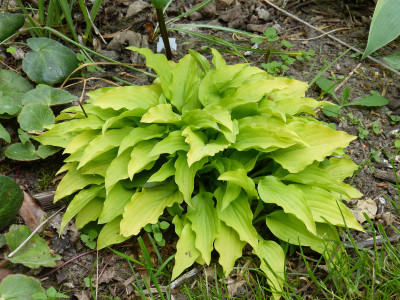 2018-05-09 Hosta 'Laterna Magica'.jpg