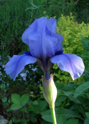 DSC05294 Iris Codizil.jpg