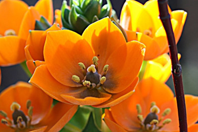 ornithogalum.JPG