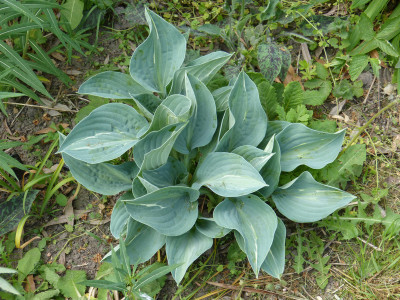 2018-05-09 Hosta 'Erotica'.jpg