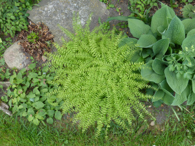 2018-05-09 Adiantum pedatum 'Mrs. Sharples'.jpg