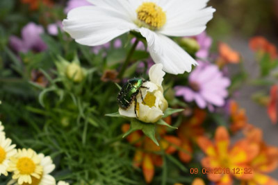 Blüten im April 2018 001.JPG