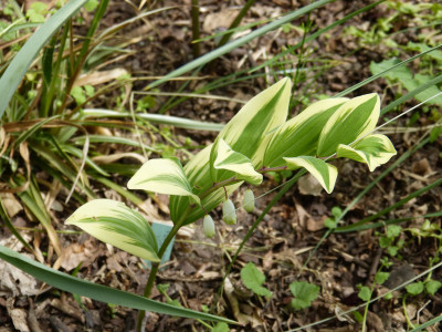 2018-05-09 Polygonatum odoratum 'Kayaba Nishiki'.jpg