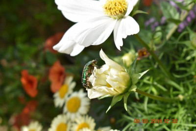 Blüten im April 2018 003.JPG
