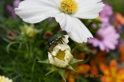 Blüten im April 2018 004.JPG