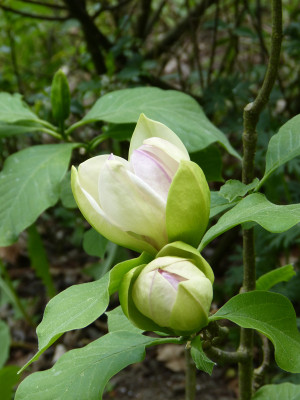 2018-05-09 Magnolia 'Sunsation' 1.jpg