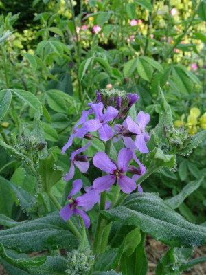 Hesperis matronalis May 2018.JPG