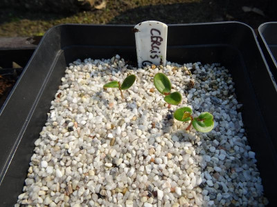 Cercis gigantea Germination May 2018.JPG