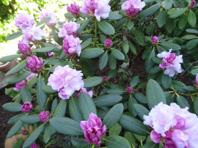 rhododendron.JPG