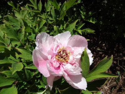 Strauchpf.rose.JPG