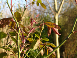 Humes_bl_26.03.02.jpg