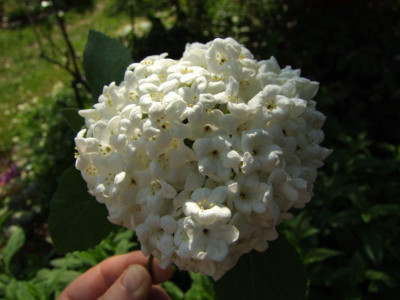 10.05.2018 10-42-46_0155.jpg