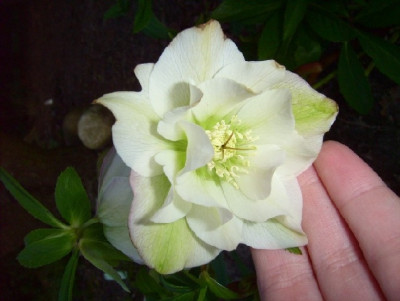 Helleborus_wei_gefullt_Peters_15.03.07_029.jpg