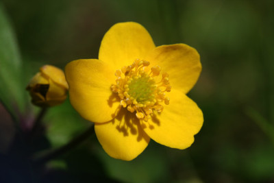Anemone-ranunculoides-1.jpg