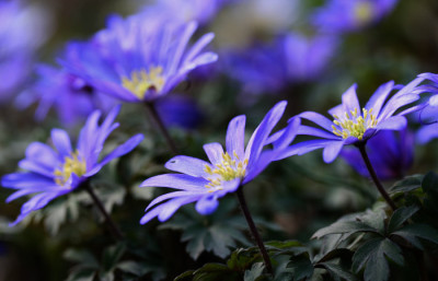Anemone-blanda-2-d.jpg