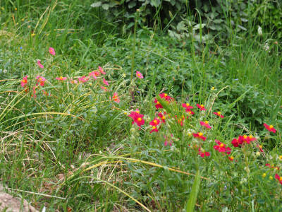 Helianthemum P5100005.JPG
