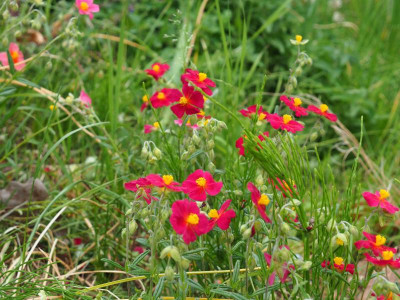 Helianthemum Red Orient P5100007.JPG