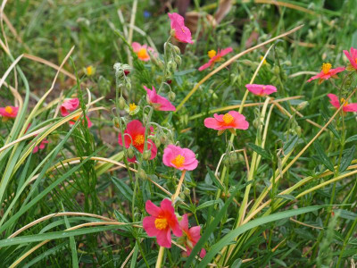 Helianthemum Jentschs Pink P5100009.JPG