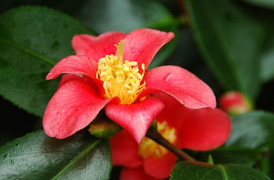 Yukibata-tsubaki_1.jpg