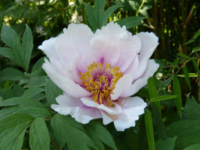 2018-05-10 Paeonia suffruticosa 1.jpg