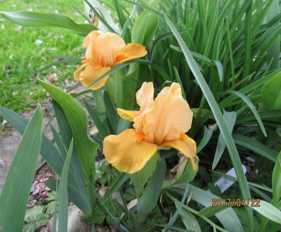 IMG_2850 small.jpg