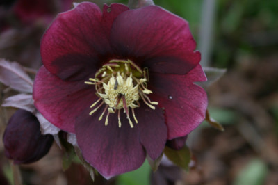 Heleborus1007.jpg