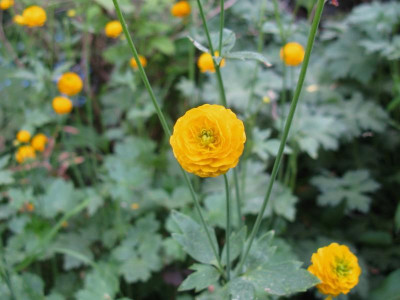 Ranunculus acris Multiplex.JPG