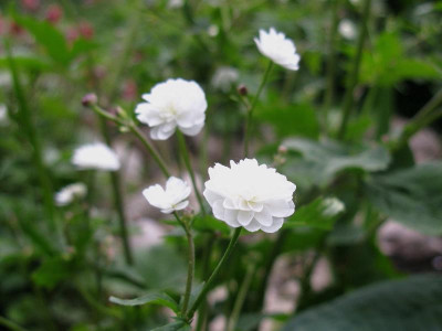 Ranunculus acontifolius Pleniflorus.JPG