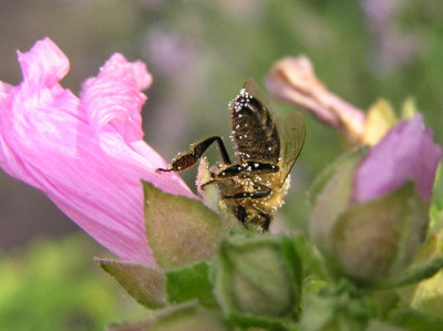 P7240046-B-1.jpg