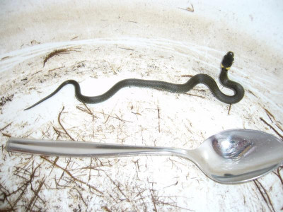 Ringelnatterkind.JPG