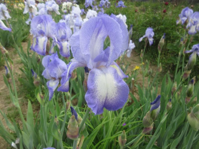 TB Blue Shimmer.jpg