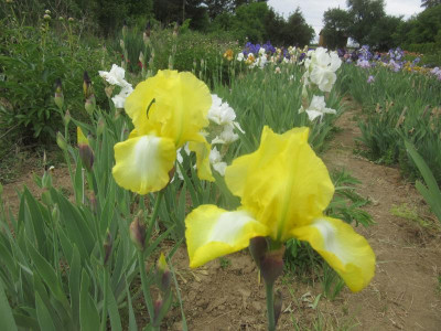 TB Buttercup Bower.jpg