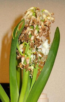 Hyacinthus_orientalis_nachher.JPG