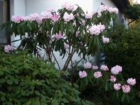 Rhodo_calo.jpg