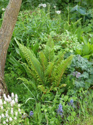 2018-05-10 Farne Polystichum 'Bevis'.jpg