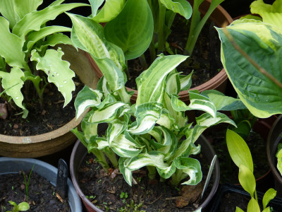 2018-05-10 Hosta 'Alegan Fog'.jpg