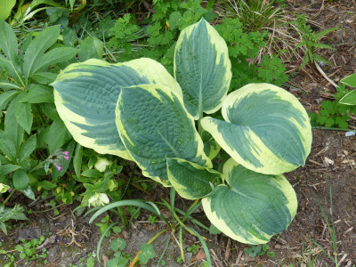 2018-05-10 Hosta 'American Halo'.jpg