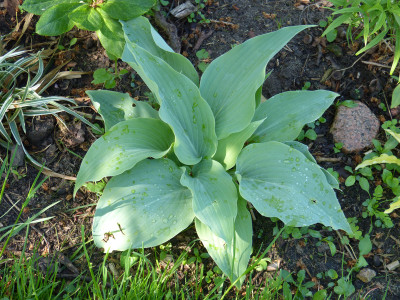 2018-05-10 Hosta 'Astral Bliss'.jpg