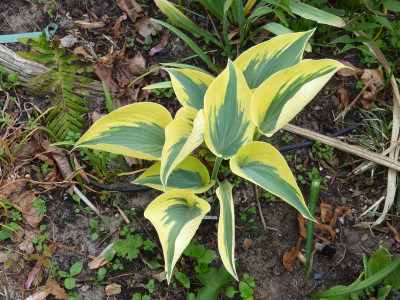 2018-05-10 Hosta 'Ben Vernooij'.jpg