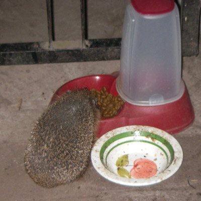 IMGP0693_igel_400x400_garten_pur.jpg