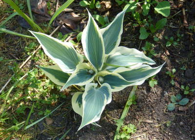 2018-05-10 Hosta 'Firn Line'.jpg