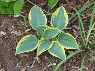 2018-05-10 Hosta 'First Frost'.jpg
