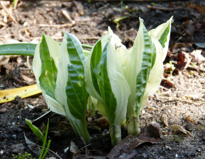 2018-05-10 Hosta 'Hanky Panky'.jpg