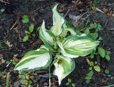 2018-05-10 Hosta 'Jerzy'.jpg