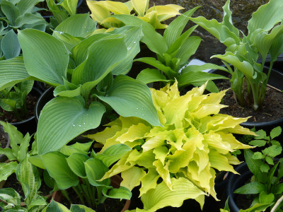 2018-05-10 Hosta 1.jpg
