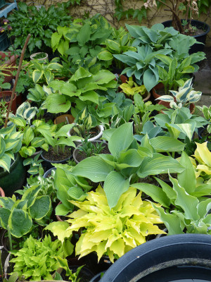 2018-05-10 Hosta 2.jpg